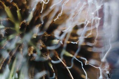 Yakın plan yanmış karahindiba tüyü.