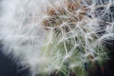 Beyaz karahindiba kabarıklıklarının makro fotoğrafı