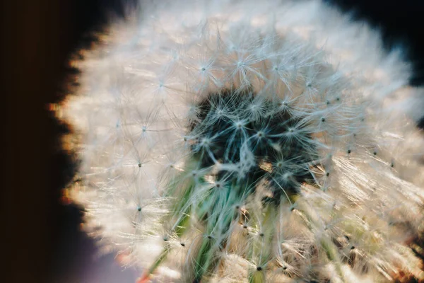 Makro Foto Vita Maskrosor — Stockfoto