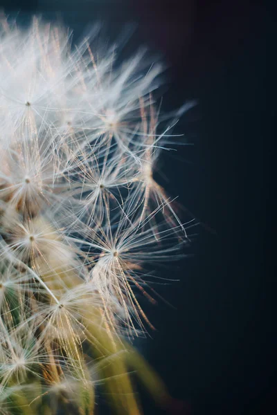 Macro Foto Van Witte Paardebloem Pluimen — Stockfoto