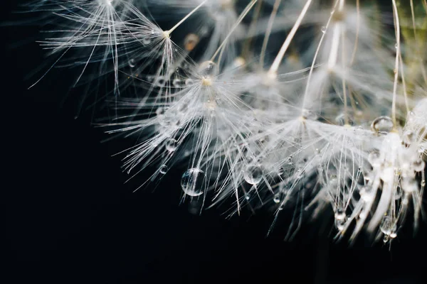 Primer Plano Pelusa Diente León Blanco Con Gotas Agua — Foto de Stock