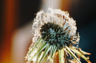 Yakın plan yanmış karahindiba tüyü.