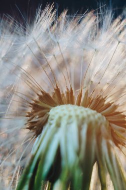 Beyaz karahindiba kabarıklıklarının makro fotoğrafı
