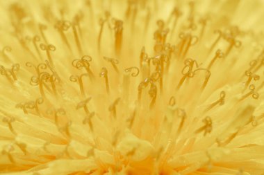 Sarı bir karahindiba çiçeğinin yakın çekimi.