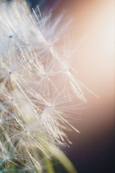 Macro Foto Van Witte Paardebloem Pluimen — Stockfoto