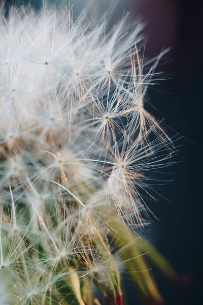 Makro Foto Vita Maskrosor — Stockfoto