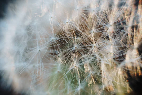 Macro Photo Peluches Pissenlit Blanc — Photo