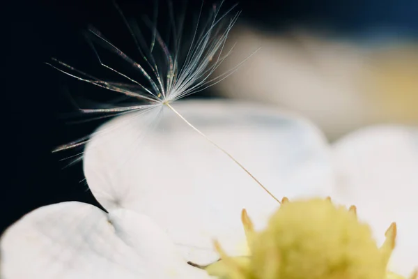 Detail Bílého Jahodového Květu Lupou Nadýchanou — Stock fotografie