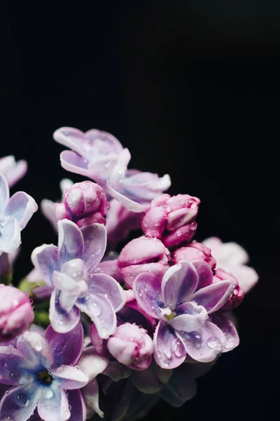 Nahaufnahme Von Lila Blüten Auf Schwarzem Hintergrund Stockbild