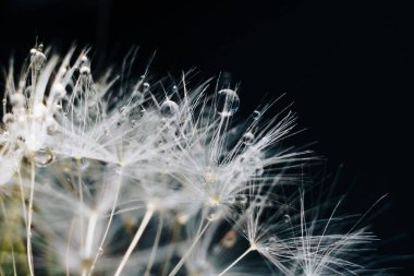 Su damlaları ile beyaz karahindiba tüyü yakın çekim