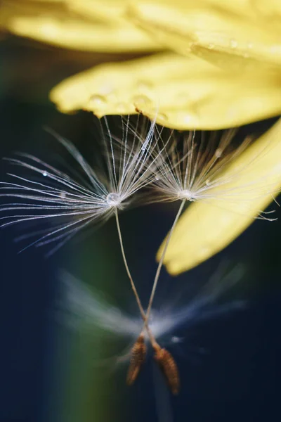 Zblízka Žlutého Pampeliškového Květu Bílým Chmýřím Kapkami Rosy — Stock fotografie