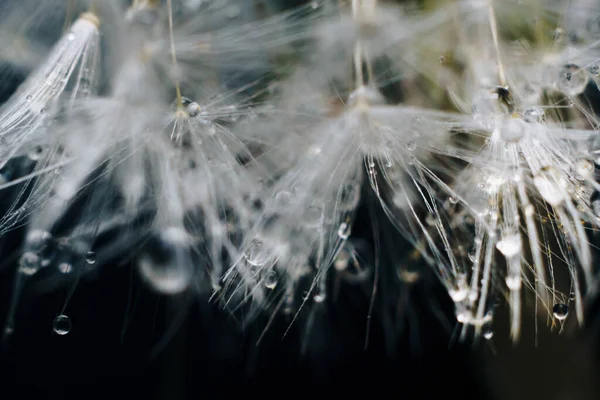 Primer Plano Pelusa Diente León Blanco Con Gotas Agua — Foto de Stock