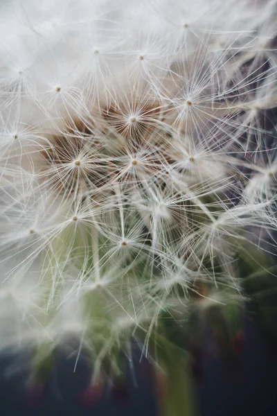 Macro foto van witte paardebloem pluimen — Stockfoto