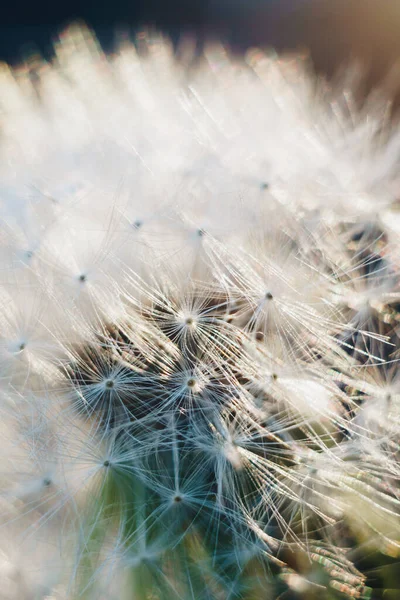 Macro photo of white dandelion fluffs — Stock Photo, Image