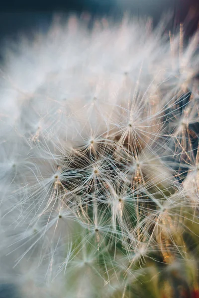 Macro foto van witte paardebloem pluimen — Stockfoto