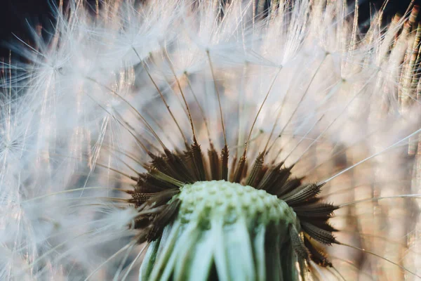 Macro photo of white dandelion fluffs — Stock Photo, Image