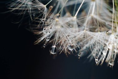 Su damlaları ile beyaz karahindiba tüyü yakın çekim