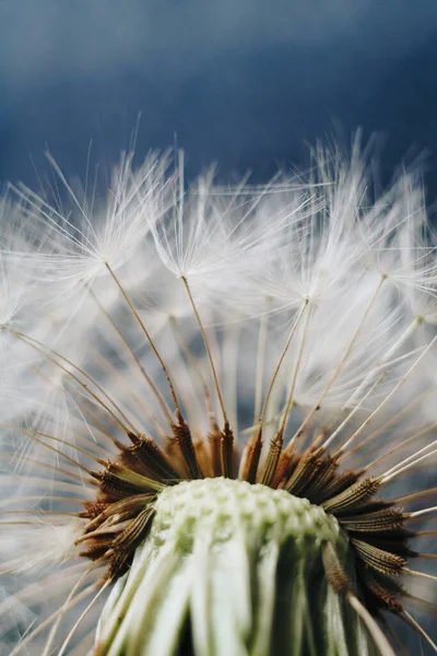 Macro foto van witte paardebloem pluimen — Stockfoto