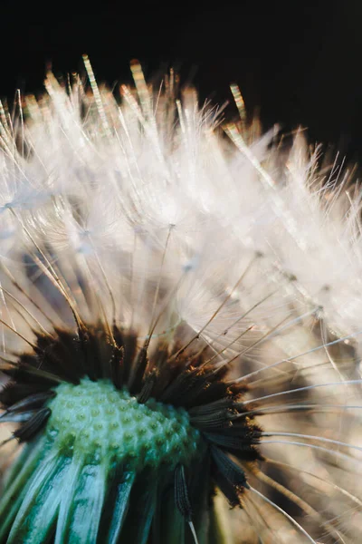 Macro foto van witte paardebloem pluimen — Stockfoto