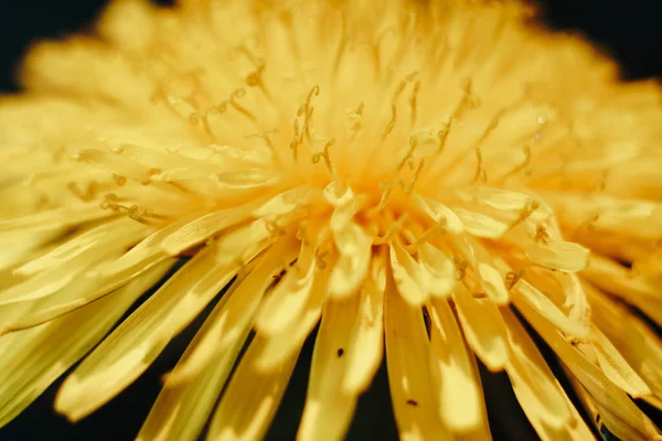 Primer plano de una flor de diente de león amarillo — Foto de Stock