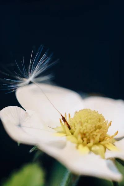 Primer plano de una flor de fresa blanca con pelusa de diente de león — Foto de Stock