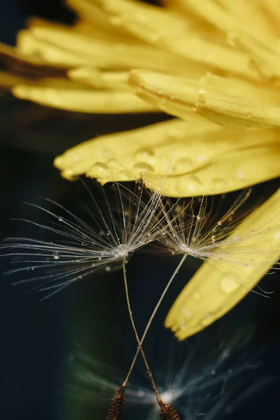 Primer plano de una flor de diente de león amarillo con pelusa blanca y gotas de rocío — Foto de Stock