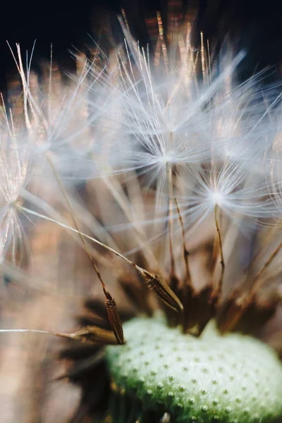 Macro photo de peluches de pissenlit blanc — Photo