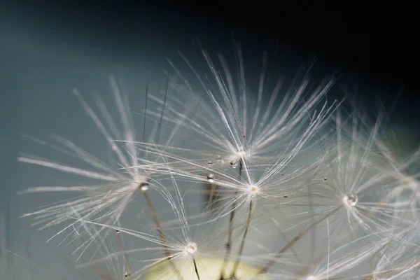 Primo piano di lanugine di dente di leone bianco con gocce d'acqua — Foto Stock