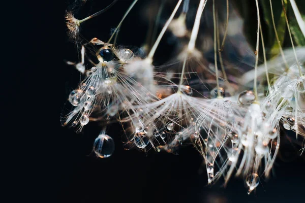 Close-up de lustre branco fluff com gotas de água — Fotografia de Stock