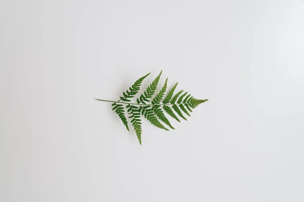 Zielone Liście Paproci Białym Tle — Zdjęcie stockowe