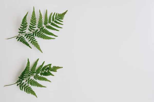 Groene Varen Bladeren Een Witte Achtergrond — Stockfoto