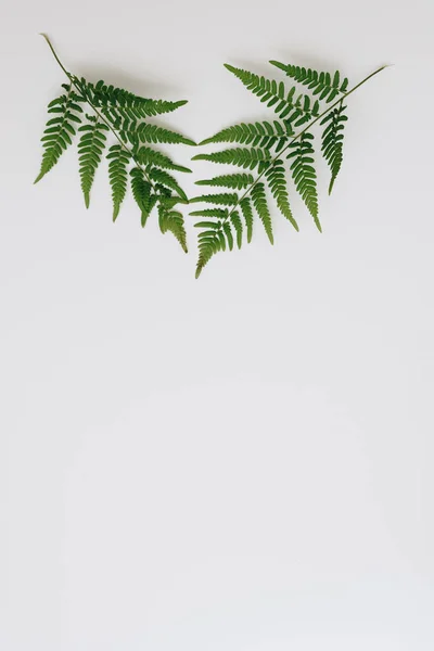 Zielone Liście Paproci Białym Tle — Zdjęcie stockowe