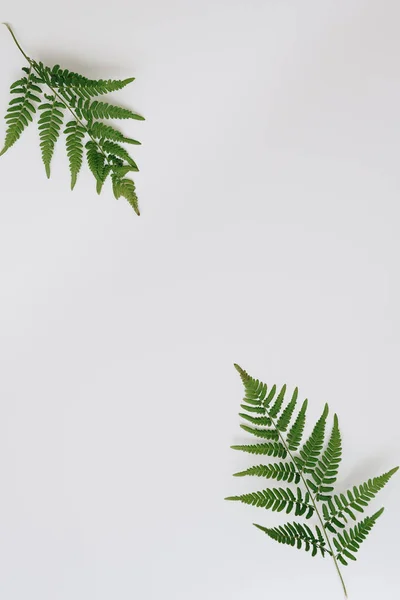 Groene Varen Bladeren Een Witte Achtergrond — Stockfoto