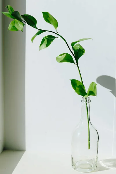 Een Takje Groene Plant Een Kleine Vaas Een Witte Vensterbank — Stockfoto