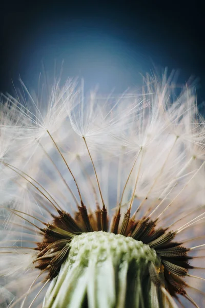 Macro photo of white dandelion fluffs — Stock Photo, Image