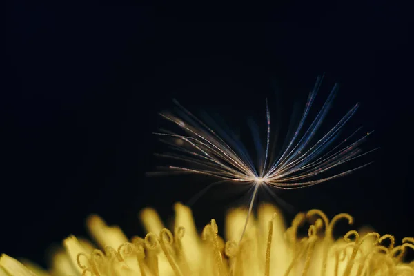 Primer plano de una flor de diente de león amarillo con pelusa blanca — Foto de Stock