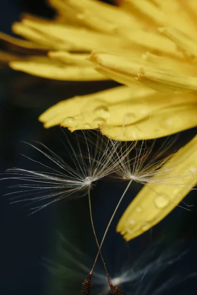 Primer plano de una flor de diente de león amarillo con pelusa blanca y gotas de rocío — Foto de Stock