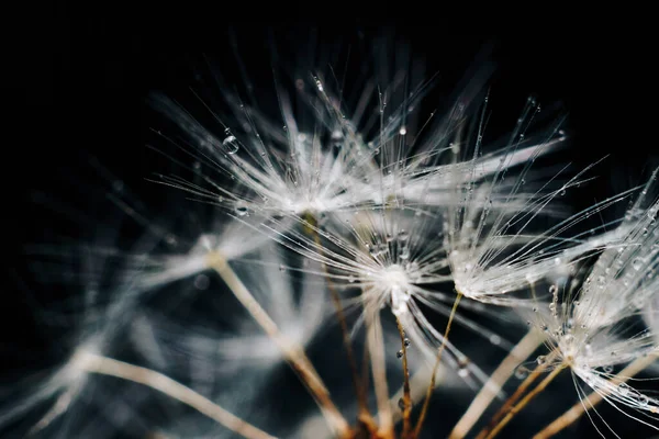 Close-up van witte paardebloem pluis met waterdruppels — Stockfoto