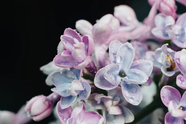 Nahaufnahme von lila Blüten auf schwarzem Hintergrund Stockbild