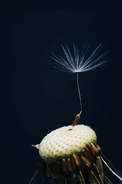 Macro foto de pelusa de diente de león blanco — Foto de Stock