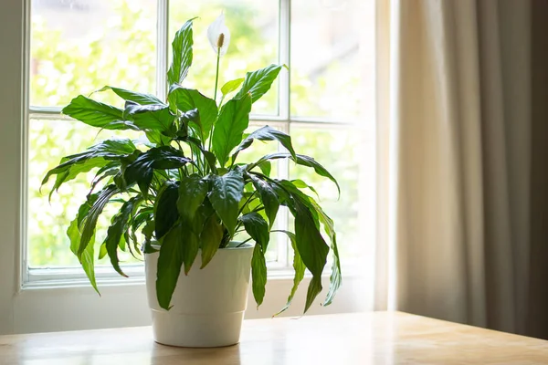 Friedenslilie in einem hellen Zuhause — Stockfoto