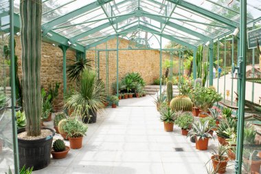 Bitkileri ve çiçekleri olan botanik serası