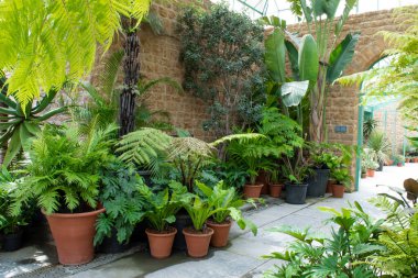 Bitkileri ve çiçekleri olan botanik serası