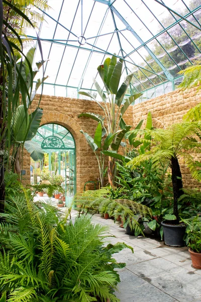 Botanical indoor greenhouse with plants and flowers — Stock Photo, Image