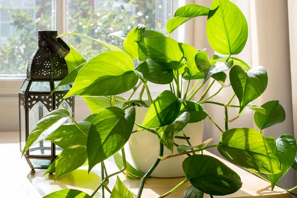 Potted Devils Ivy roślin wewnątrz pięknego nowego mieszkania lub mieszkania. — Zdjęcie stockowe