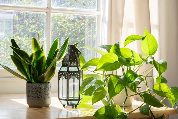 Plante de casă în fereastră într-o casă nouă frumoasă sau plat — Fotografie, imagine de stoc