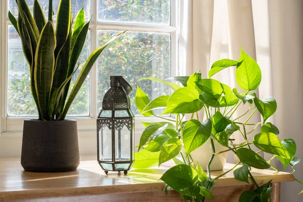 在一个漂亮的新家或公寓的窗户内种植室内植物 — 图库照片