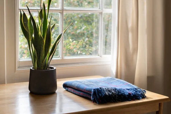 在一个漂亮的新家或公寓的窗户里种植室内植物 — 图库照片