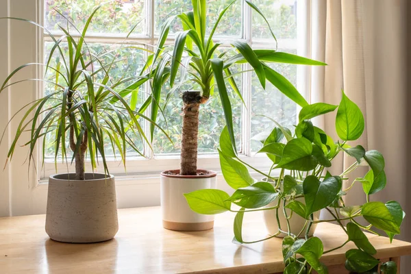 Zimmerpflanzen im Fenster eines schönen neuen Hauses oder einer Wohnung — Stockfoto