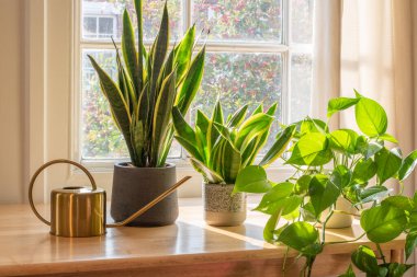 Indoor houseplants by the window inside a beautiful new house or flat clipart